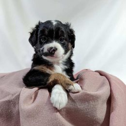 Aussiedoodle Puppies from Damara Kolar