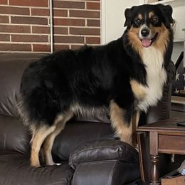 Australian Shepherd All Grown Up from Muckalee Lane Aussies
