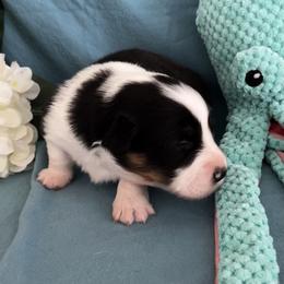 Male 4 - Black and tan male Pembroke Welsh Corgi puppy in Moundville, Alabama from Cartee Corgis - Debi Cartee Mills