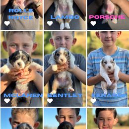 Australian Shepherd Puppies from Flying F Australian Shepherds