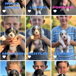 Australian Shepherd Puppies from Flying F Australian Shepherds