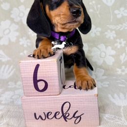 Allie - Black and tan female Dachshund puppy in South Easton, Massachusetts from Depot Dachsies
