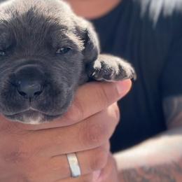 Cane Corso from Rico's Cane Corso