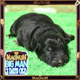 MAGNUM -- IS PURE QUALITY - Black and tan male German Shepherd puppy in Murrieta, California from Diamond Oaks German Shepherds