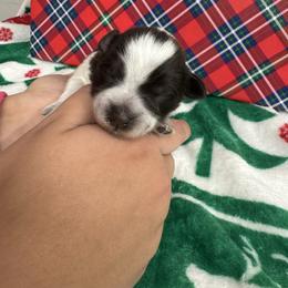 Hot pink girl - Parti female Miniature Schnauzer puppy in Oneonta, Alabama from Murphree Valley Kennels