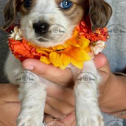 Miss. Purple-3800 - Dapple female Dachshund puppy in Sparr, Florida from From the Heart Doxies