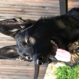 German Shepherds from Chestnut Ridge Shepherds