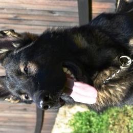 German Shepherds from Chestnut Ridge Shepherds