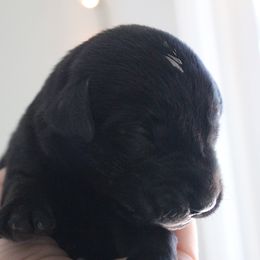 Golden Retriever and Labrador Retriever Puppies from Trenlock Kennels