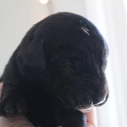 Golden Retriever and Labrador Retriever Puppies from Trenlock Kennels
