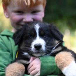 Chino - Black tri-color male Australian Shepherd puppy in Darrington, Washington from Cart River Aussies