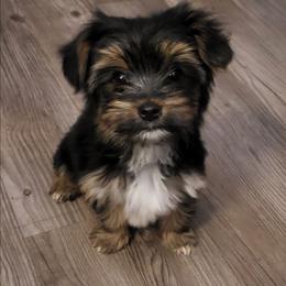 Ready to go Teacup Y-B - Black and tan male Yorkshire Terrier puppy in Dahalonega, Georgia from Country Dog Kennels.
