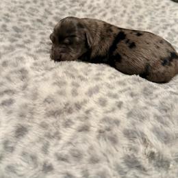 Quinn - Dapple female Dachshund puppy in Wrightwood, California from Twinkle Dachs