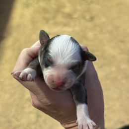 Sugarplum - Blue merle female Miniature American Shepherd puppy in Bayard, Nebraska from Puppies by Alies