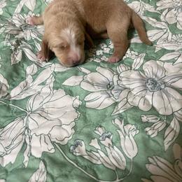 Barbie - Red and white female Basset Hound puppy in Daleville, Alabama from Home Grown Basset Hounds of Alabama