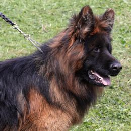 German Shepherds and Tibetan Mastiffs from Von Reich Haus