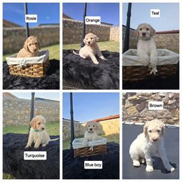 Labradoodle Puppies from My Cuddly Doodles
