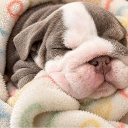 Bulldog Puppies from ABC Bulldogs