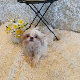 Brook - Liver male Shih Tzu puppy in Success, Missouri from Sweet Success