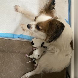 Papillon puppies from Glenara Collies & Papillons