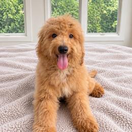 Sundae - Apricot male Goldendoodle puppy in North Royalton, Ohio from Johnson's Doodles
