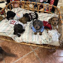 Dachshund Puppies from Doxie Gang