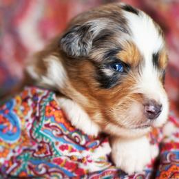 Nutter Butter - Blue merle male Australian Shepherd puppy in Paola, Kansas from Tiz Ranch