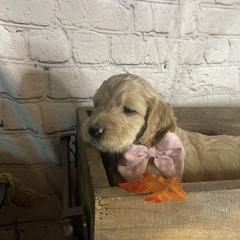 Double Doodle Puppies from North Texas Golden Mountain Doodles