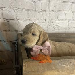 Double Doodle Puppies from North Texas Golden Mountain Doodles