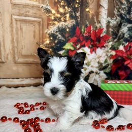 AKC Max  3300 - Black tan and white male Biewer Terrier puppy in Nicholls, Georgia from Southeast Biewers