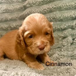 Cinnamon - Golden male Cocker Spaniel puppy in Sumter, South Carolina from Cocker Eclipse In Home Kennel