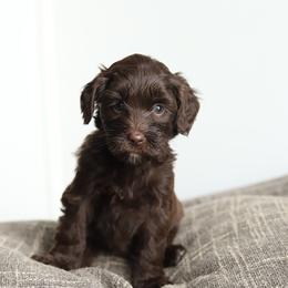 Purple - Chocolate female Australian Labradoodle puppy in Williamstown, New York from Lewis Manor Labradoodles