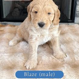 Blaze - Cream male Goldendoodle puppy in Frostproof, Florida from Lover Dover Doodles
