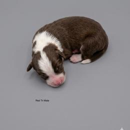 Newt - Red tri-color male Australian Shepherd puppy in Fort Myers, Florida from U Cross Australian Shepherds