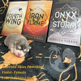 Violet - Silver and white female Pomsky puppy in Sumter, South Carolina from Emerald Skies Pomskies