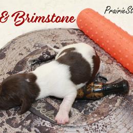Fire and Brimstone - Brown and white female Kleine Munsterlander puppy in New Lenox, Illinois from Prairie State Kennel