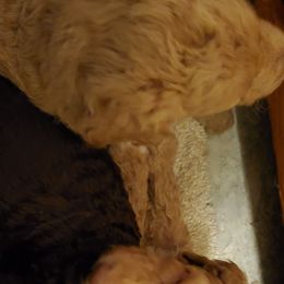 Poodle Puppies from Polly Wally Doodles and Poodles