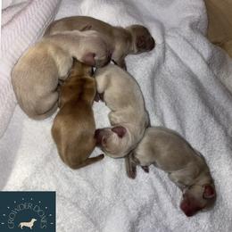 Dachshund Puppies from Crowder Doxies
