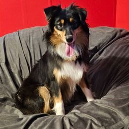 Lilah - Miniature Australian Shepherd