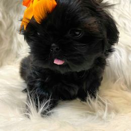 Shih Tzu Puppies from Socal Mother Of Shih Tzus