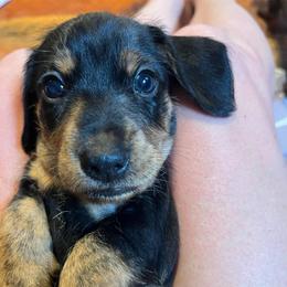 Blue - Black and tan male Dachshund puppy in Stevensville, Montana from LynnHaven Ranch Dachshunds