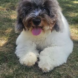 Lacey - Goldendoodle puppy from Keepsake Doodles