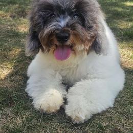 Lacey - Goldendoodle puppy from Keepsake Doodles