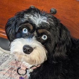 Sky - Aussiedoodle