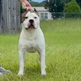 Bourbon - American Staffordshire Terrier