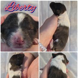 Liberty - Sable and white female Shetland Sheepdog puppy in Lebanon, Tennessee from Henotic Homestead's Shetland Sheepdogs