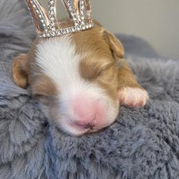 Bernedoodle Puppies from Myt fine doodles