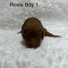 Boy 1 - Red  male Goldendoodle puppy in Wever, Iowa from JK Royal Lines