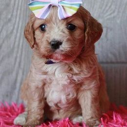 Cavapoos and Maltipoos from North Texas Puppies