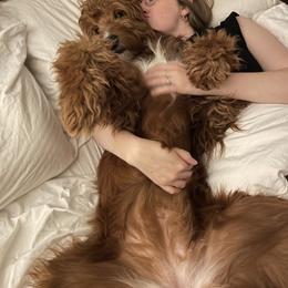 Goldendoodle All Grown Up from Ruby Pupper Doodles